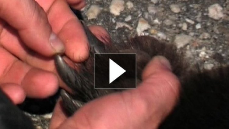 Мечки и хора в борба за територия