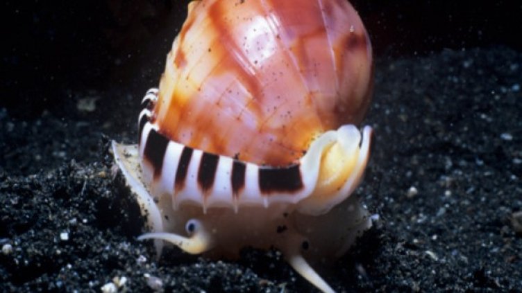 Снимка: Getty Images/Guliver Photos