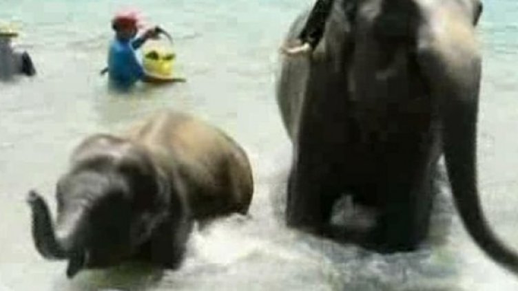 Слонове между летовниците на плаж в Япония