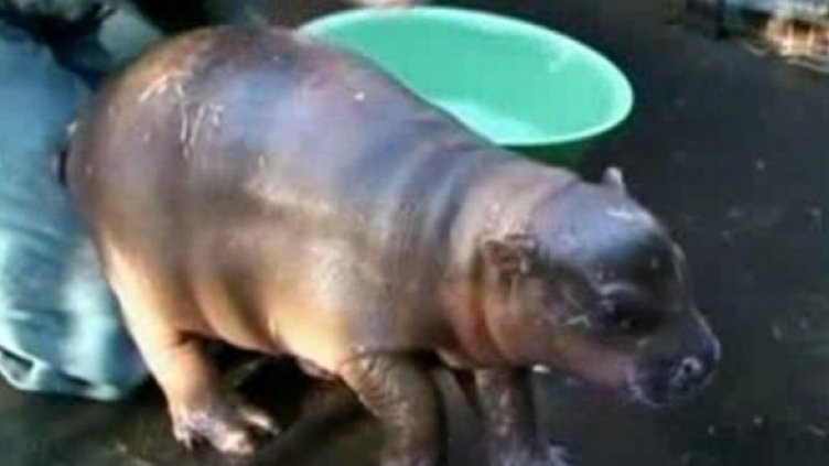 И хипопотамите могат да са сладички