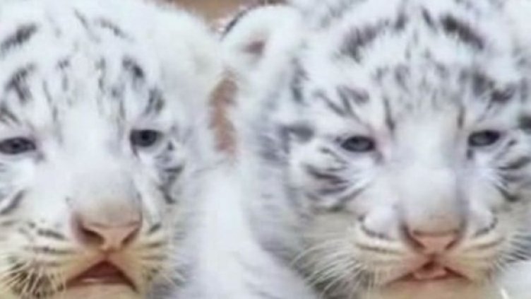 Бели тигърчета се родиха в Германия