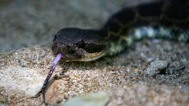 Снимка: Getty Images/Guliver Photos