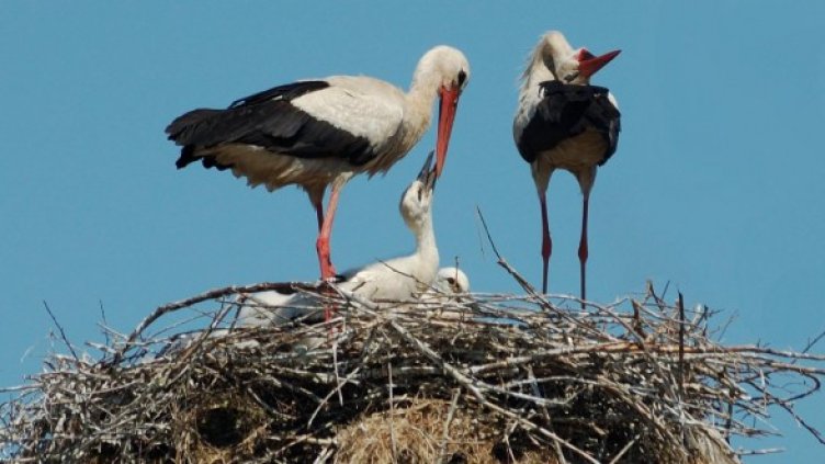 Снимка: Булфото