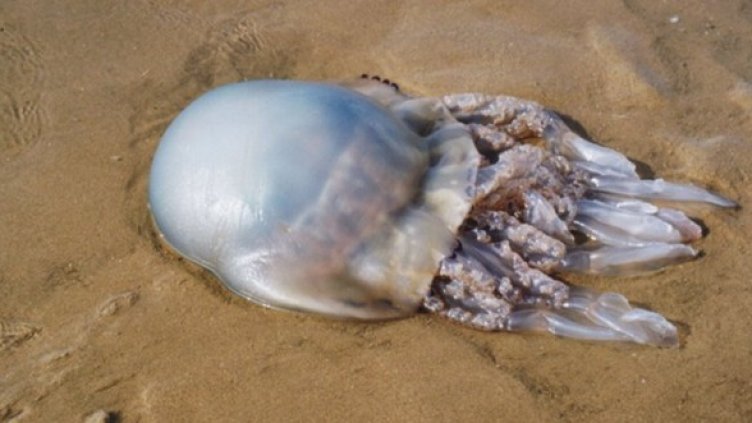 Снимка: Getty Images/Guliver Photos