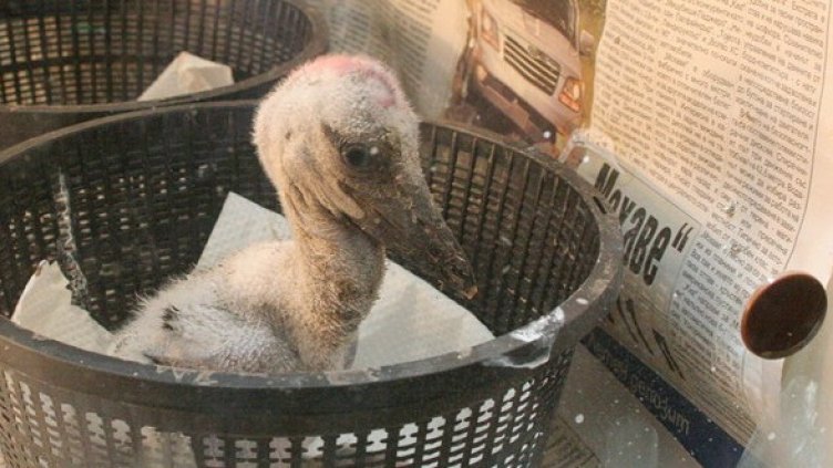 Снимка: БГНЕС