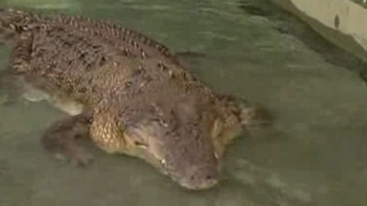 Крокодил медиум предреши вота за премиер на Австралия