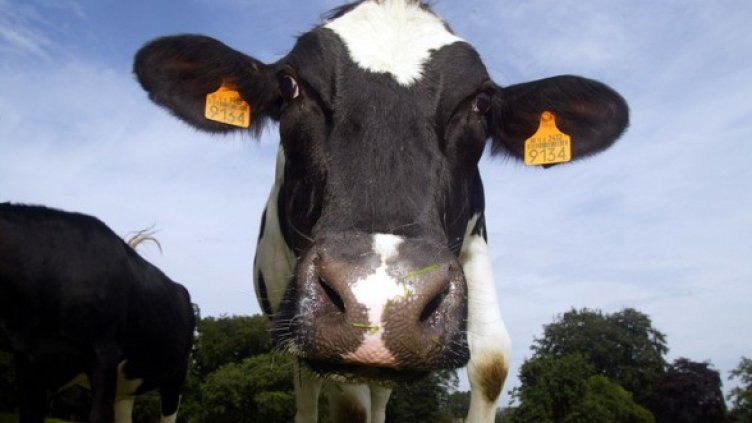 Всичко е под контрол. Снимка: БГНЕС