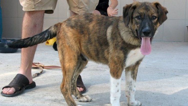 Едно от осиновените кучета. Снимка: Animal Rescue Sofia