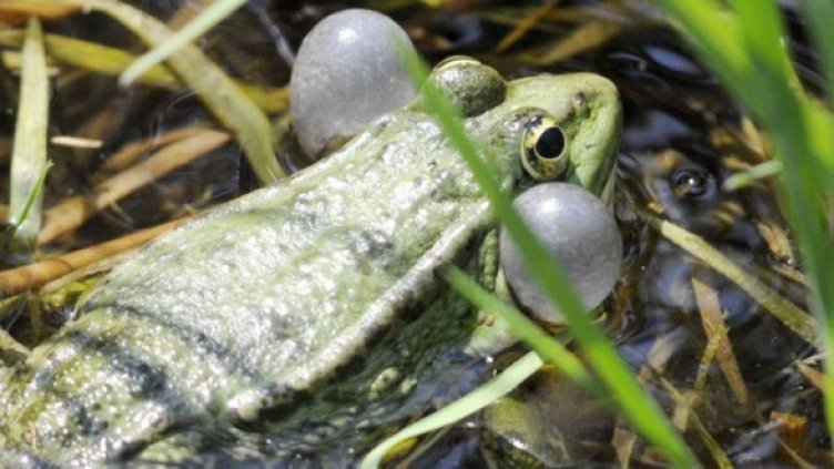 Снимка: Булфото