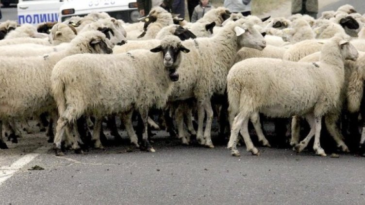 Снимка: Булфото