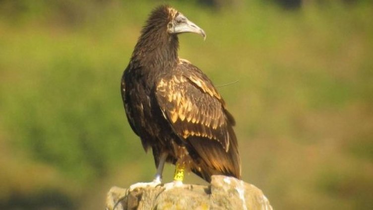 Снимка: Ивайло Ангелов