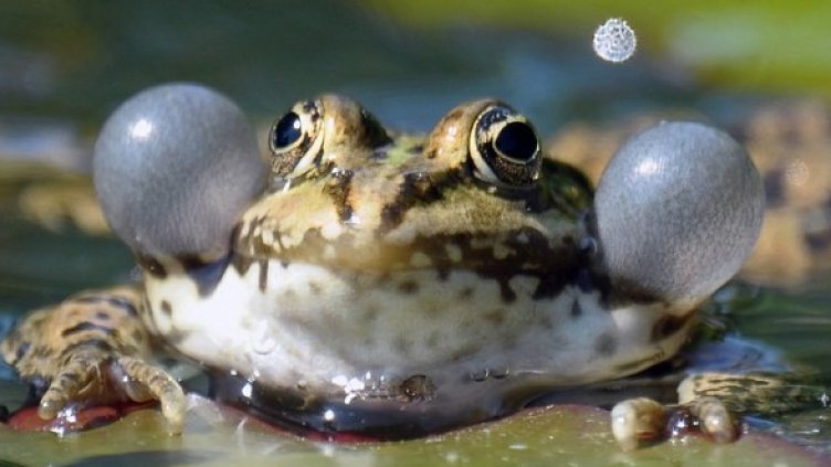 Снимка: БГНЕС