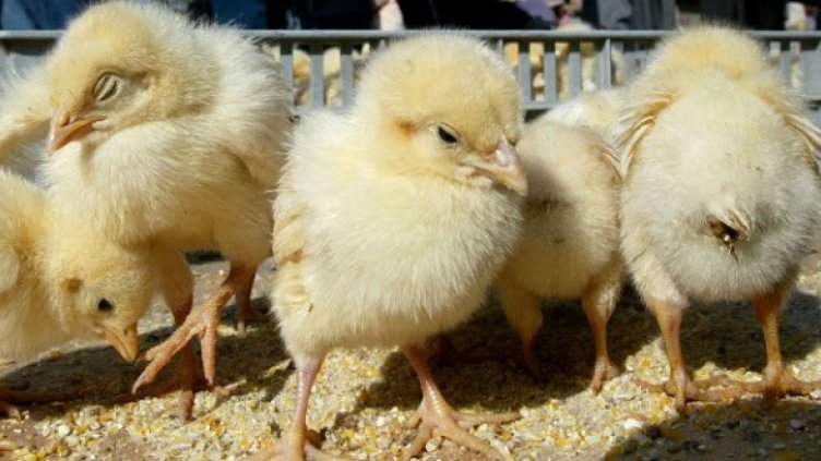 Снимка: Getty Images/Guliver Photos