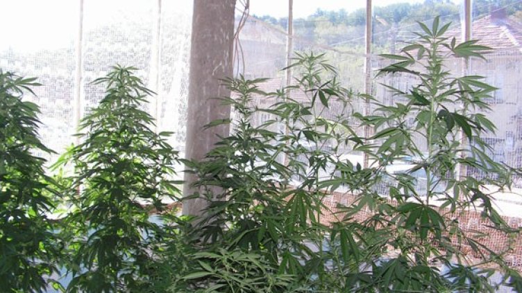 Снимка: МВР