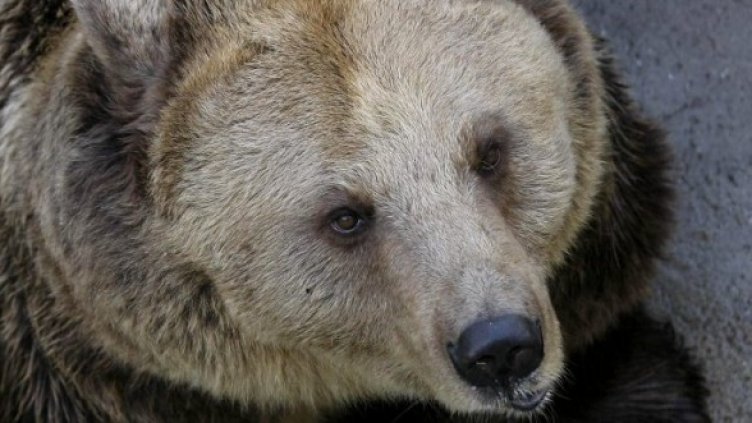 Снимка: Булфото