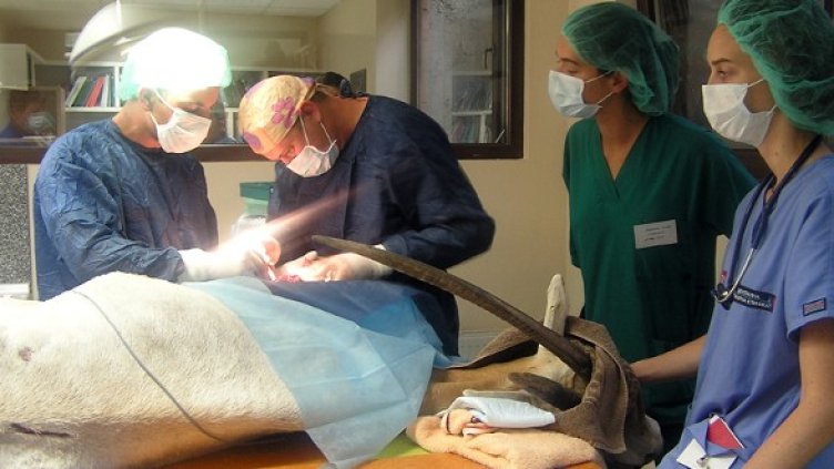 Снимка: Централна Ветеринарна Клиника