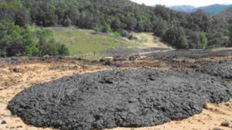 Така изглежда биомасата, която трябва да рекултивира стария рудник. Снимка: Фактор online