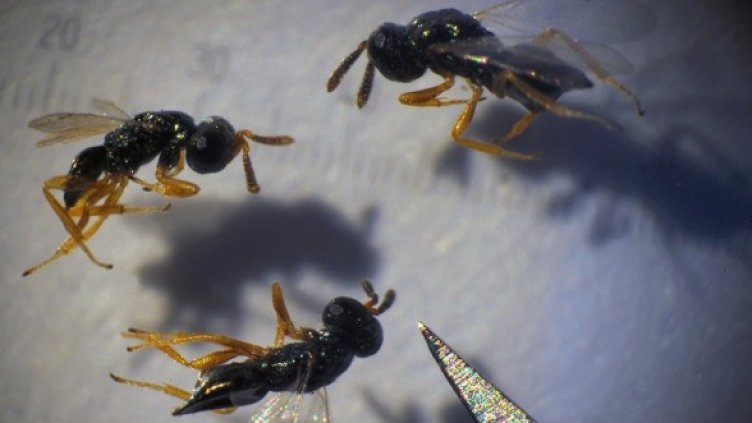 Снимка: БГНЕС