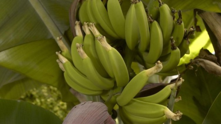 Снимка: Булфото