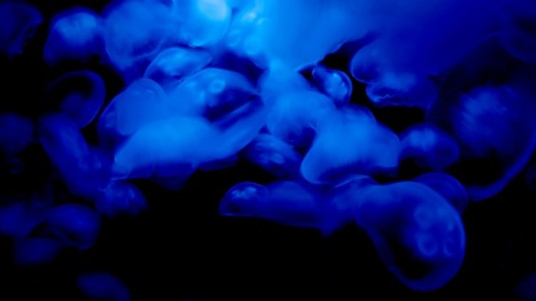 Синя кръв. Снимка: Getty Images/Guliver Photos