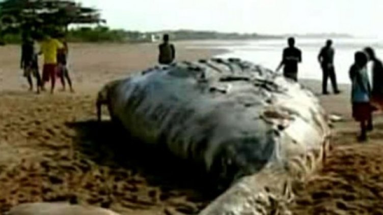 Загадка &ndash; десетки китове излизат на плажовете на Бразилия