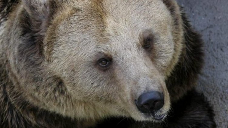 Снимка: Булфото