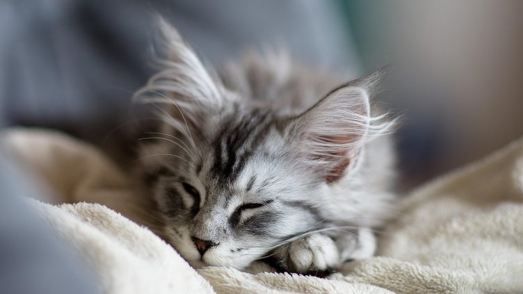 Снимка: Pixabay