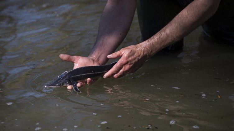 Снимка: архив, БГНЕС