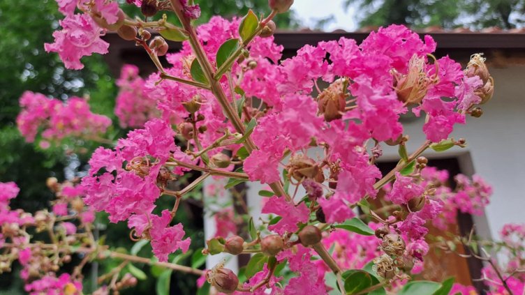 Снимка: архив, БГНЕС