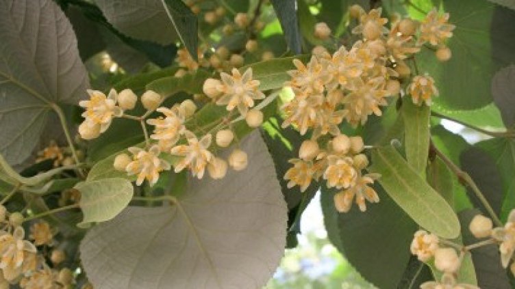 Снимка: Община Стара Загора, архив