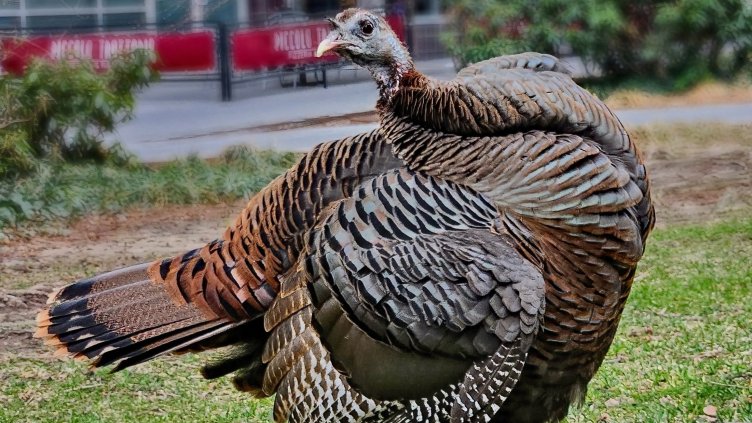 Снимка: X@ Manhattan Bird Alert