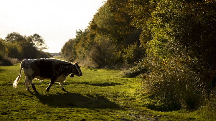 Снимка: архив, БГНЕС