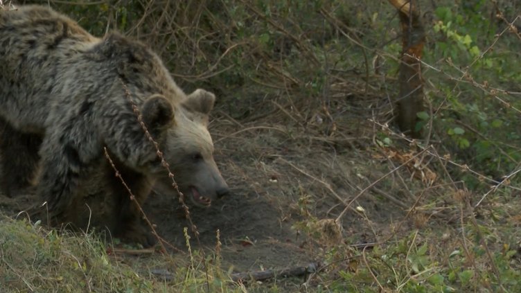 Снимка: архив, БГНЕС
