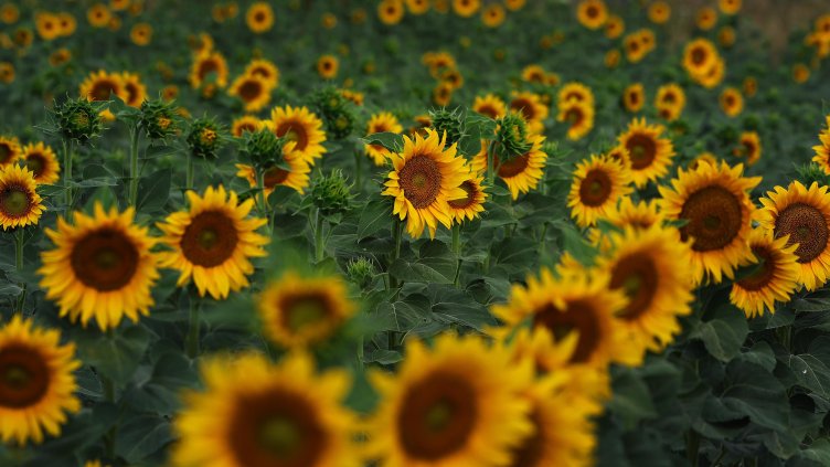 Снимка: архив, БГНЕС