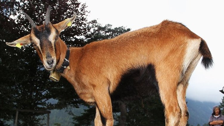 Снимка: Getty Images/Guliver Photos