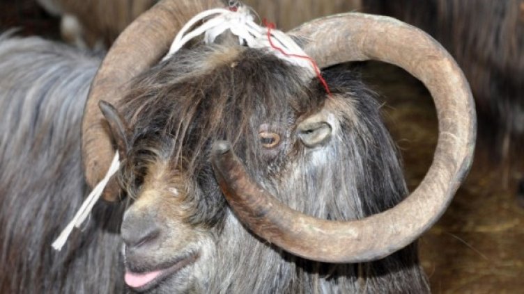 Снимка: Булфото