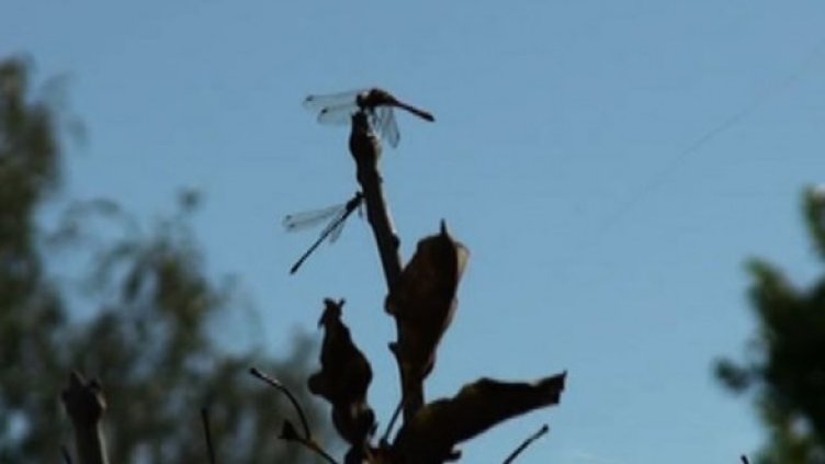 Ентусиасти си преотстъпили земята на водните кончета