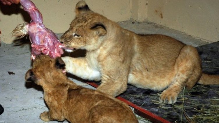 Снимка: Булфото