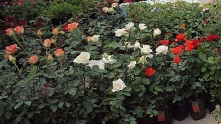 Снимка:  БГНЕС