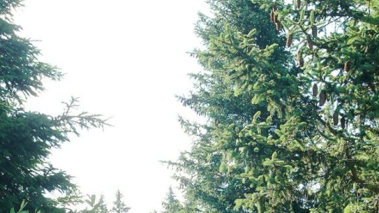 Снимка: Булфото