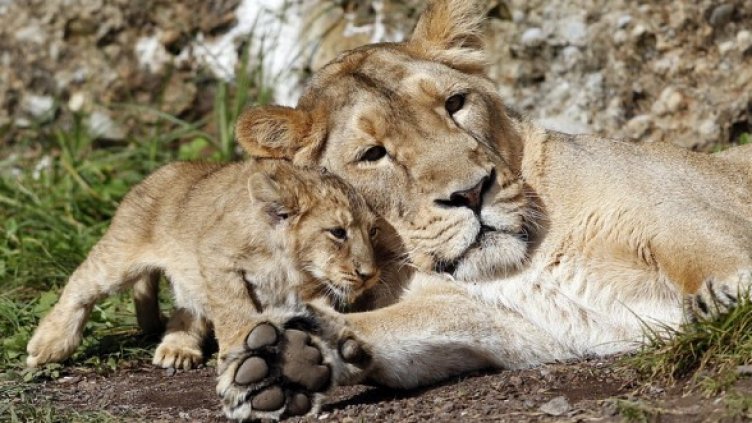 Снимка: БГНЕС