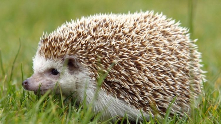 Снимка: Getty Images/Guliver Photos