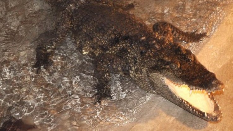 Снимка: Булфото