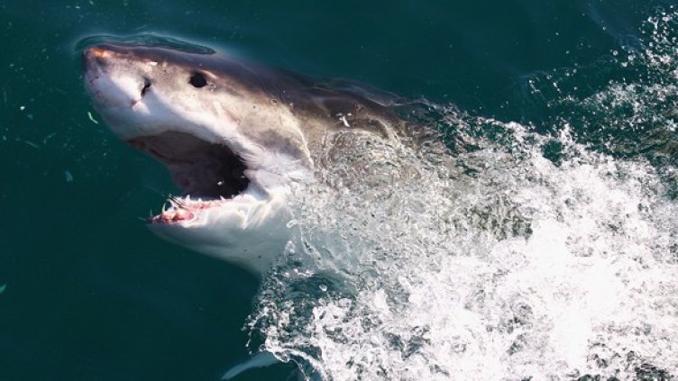 Снимка: Getty Images/Guliver Photos