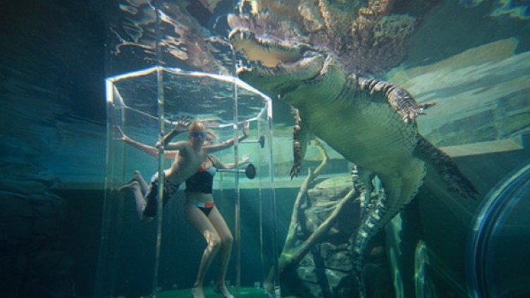 Посетители и крокодил в Crocosaurus Cove. Снимка: Crocosaurus Cove