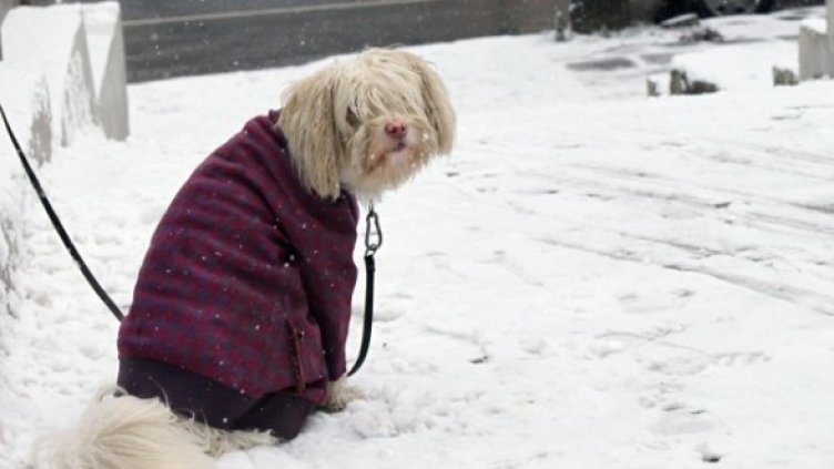 Снимка: Булфото