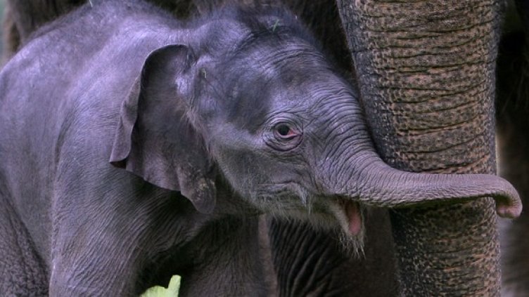 Снимка: Getty Images/Guliver Photos