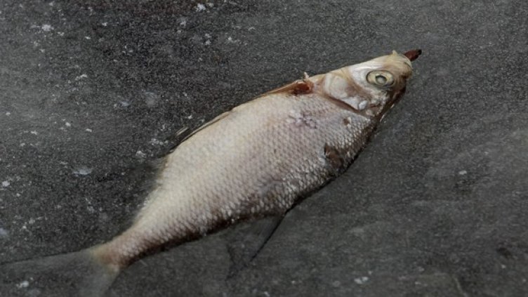 Снимка: Getty Images/Guliver Photos