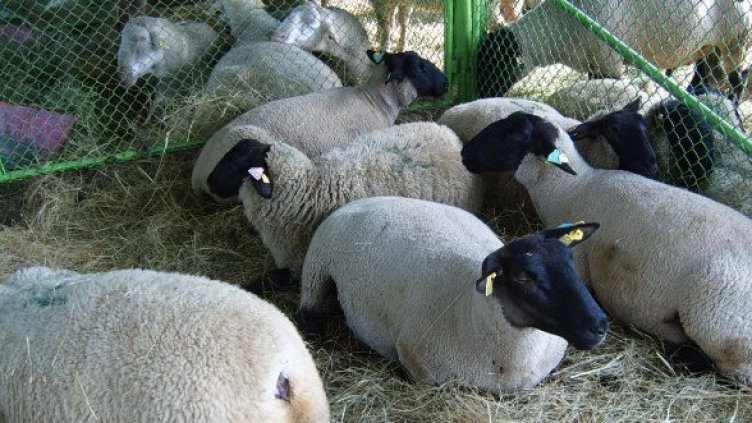 Снимка: Булфото