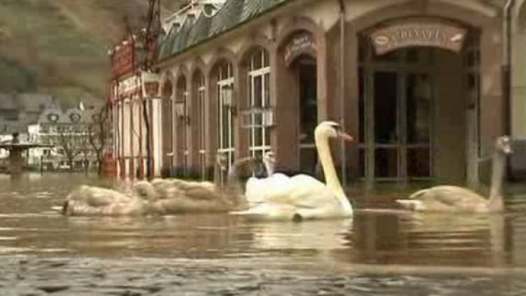 И лебеди плуват по главната